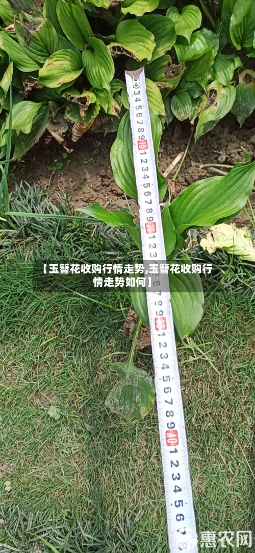 【玉簪花收购行情走势,玉簪花收购行情走势如何】