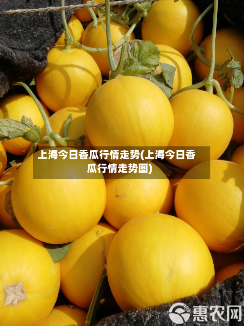 上海今日香瓜行情走势(上海今日香瓜行情走势图)-第1张图片