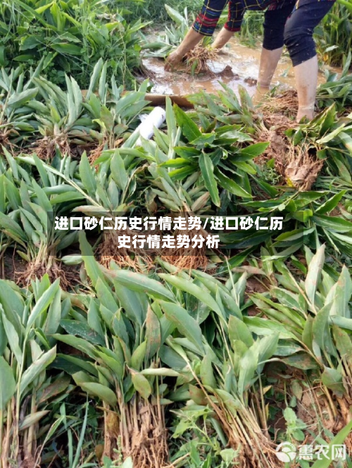 进口砂仁历史行情走势/进口砂仁历史行情走势分析-第2张图片