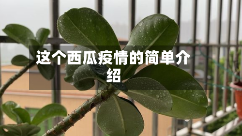 这个西瓜疫情的简单介绍-第3张图片