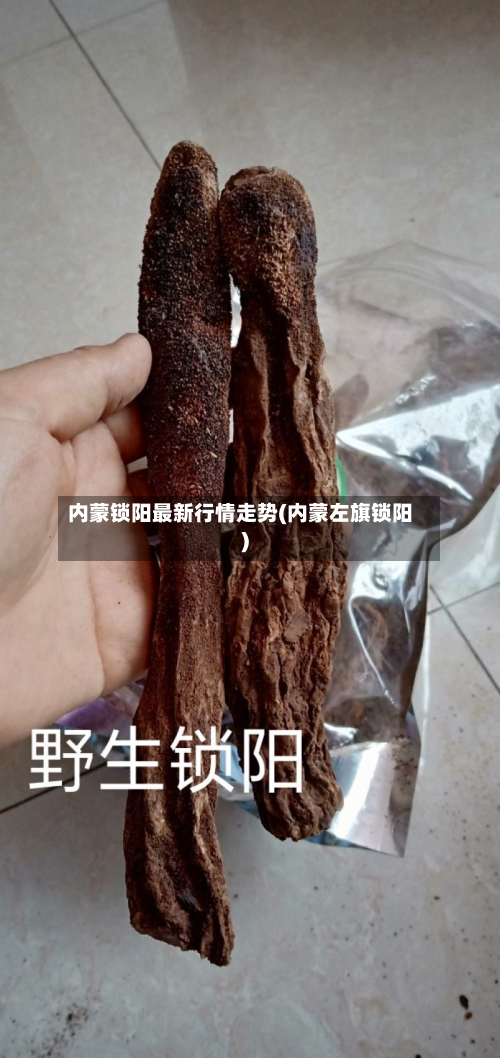内蒙锁阳最新行情走势(内蒙左旗锁阳)-第1张图片