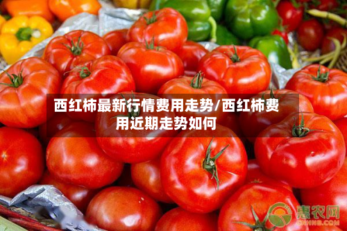 西红柿最新行情费用走势/西红柿费用近期走势如何-第1张图片