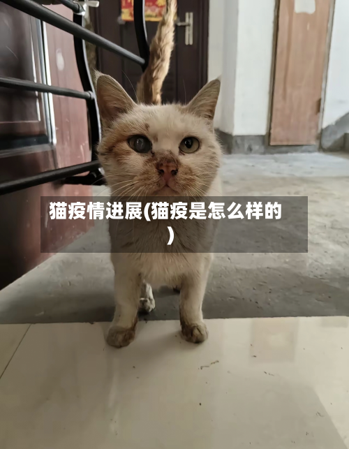 猫疫情进展(猫疫是怎么样的)-第2张图片