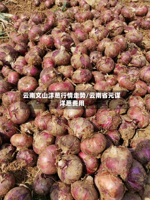 云南文山洋葱行情走势/云南省元谋洋葱费用-第1张图片