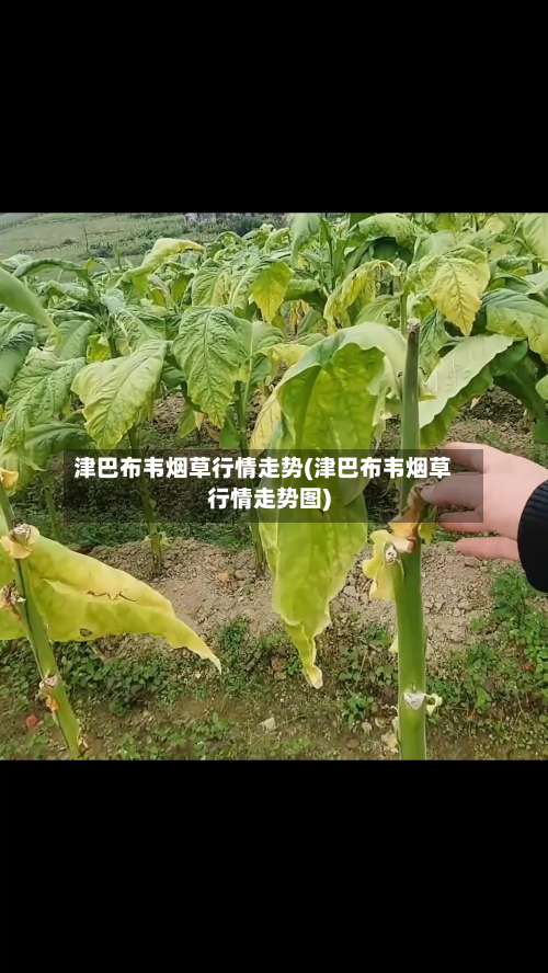 津巴布韦烟草行情走势(津巴布韦烟草行情走势图)-第2张图片