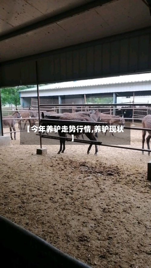 【今年养驴走势行情,养驴现状】-第2张图片