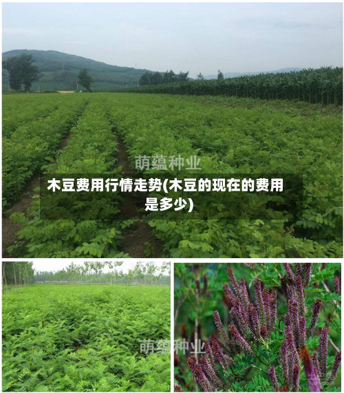 木豆费用行情走势(木豆的现在的费用是多少)-第1张图片
