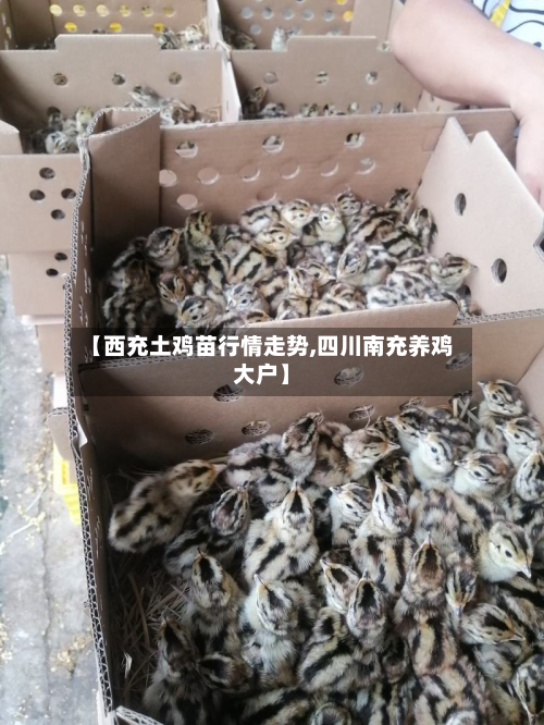 【西充土鸡苗行情走势,四川南充养鸡大户】-第1张图片