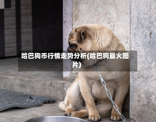 哈巴狗币行情走势分析(哈巴狗最火图片)-第3张图片