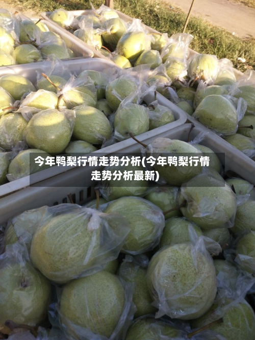 今年鸭梨行情走势分析(今年鸭梨行情走势分析最新)-第1张图片