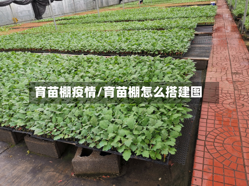 育苗棚疫情/育苗棚怎么搭建图-第1张图片