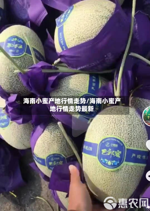海南小蜜产地行情走势/海南小蜜产地行情走势最新-第2张图片