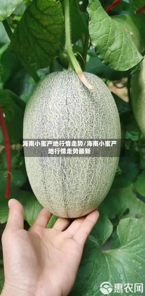 海南小蜜产地行情走势/海南小蜜产地行情走势最新-第1张图片