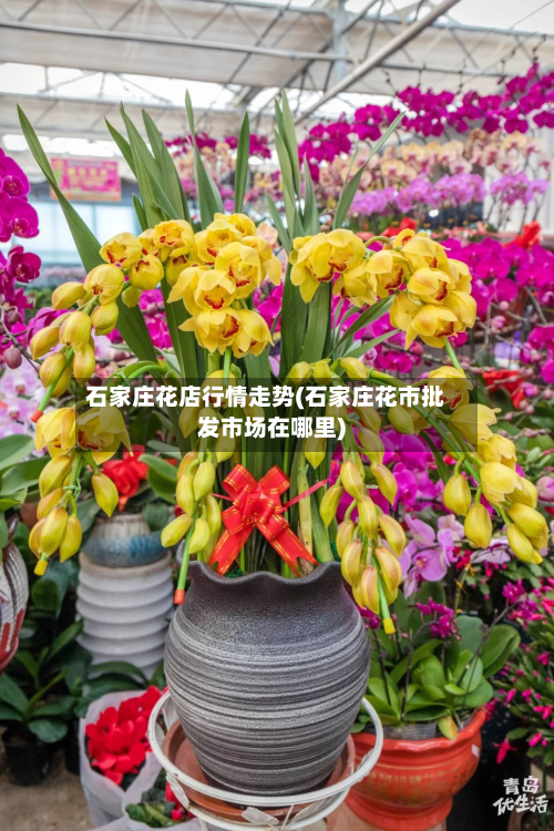 石家庄花店行情走势(石家庄花市批发市场在哪里)-第1张图片