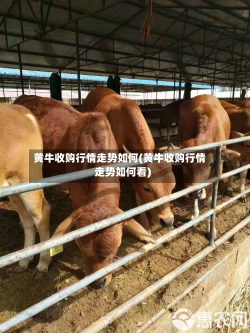 黄牛收购行情走势如何(黄牛收购行情走势如何看)-第1张图片