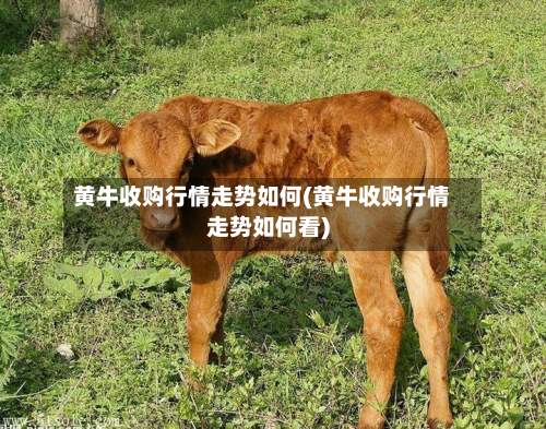 黄牛收购行情走势如何(黄牛收购行情走势如何看)-第2张图片