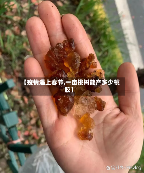 【疫情遇上春节,一亩桃树能产多少桃胶】-第1张图片