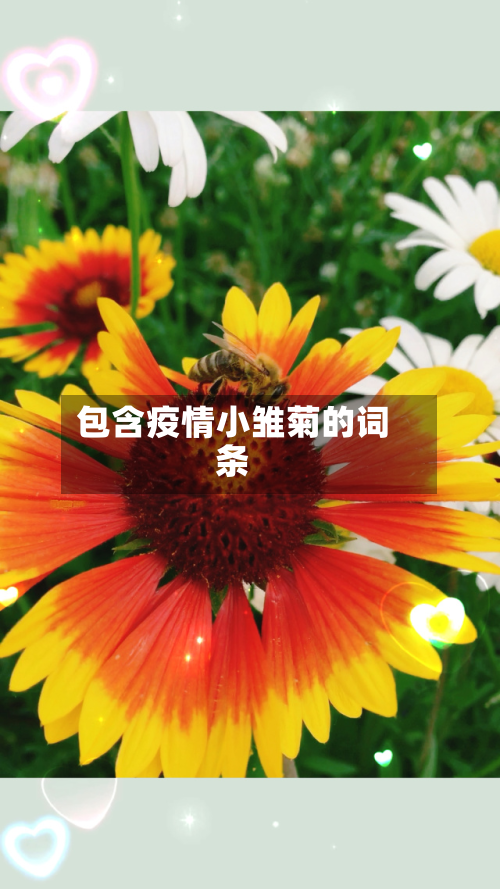 包含疫情小雏菊的词条-第1张图片