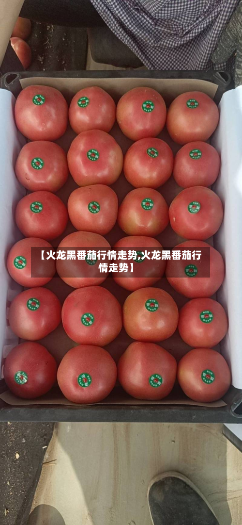 【火龙黑番茄行情走势,火龙黑番茄行情走势】-第1张图片