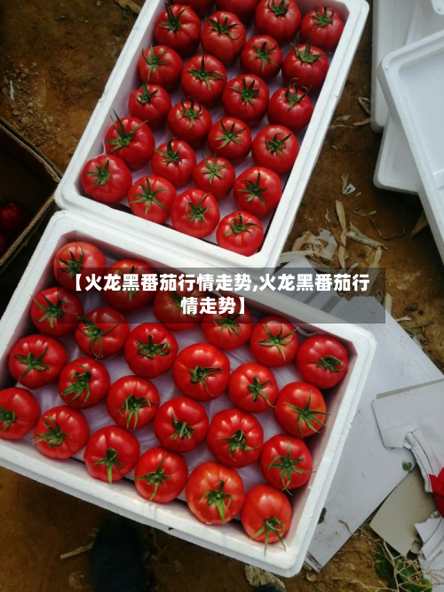 【火龙黑番茄行情走势,火龙黑番茄行情走势】-第2张图片