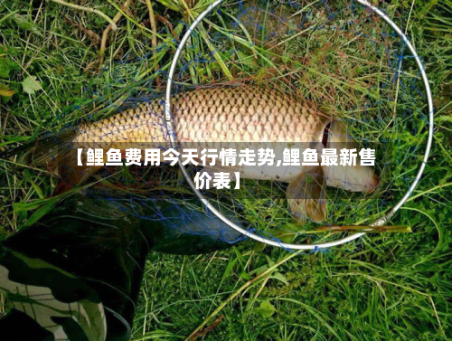 【鲤鱼费用今天行情走势,鲤鱼最新售价表】-第2张图片