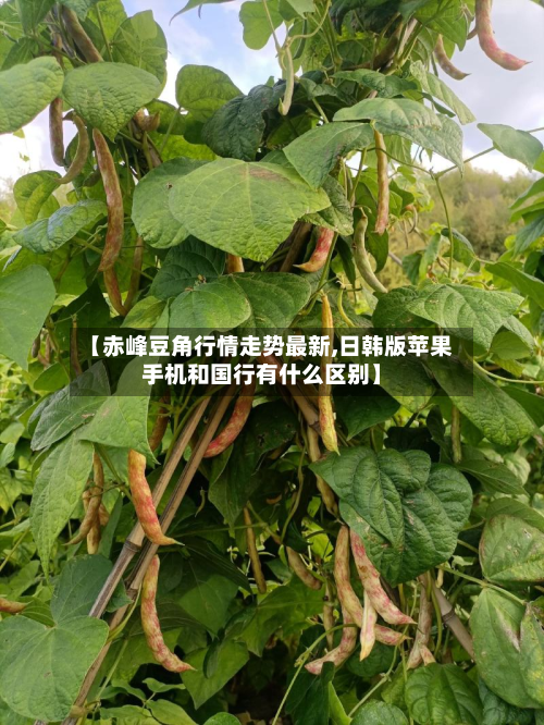 【赤峰豆角行情走势最新,日韩版苹果手机和国行有什么区别】-第2张图片