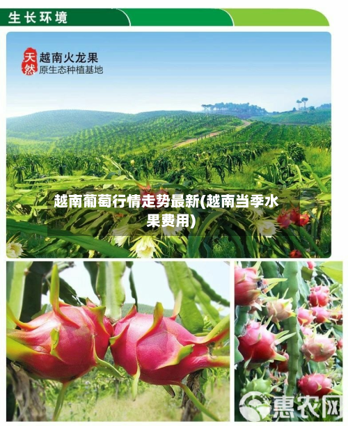越南葡萄行情走势最新(越南当季水果费用)-第3张图片