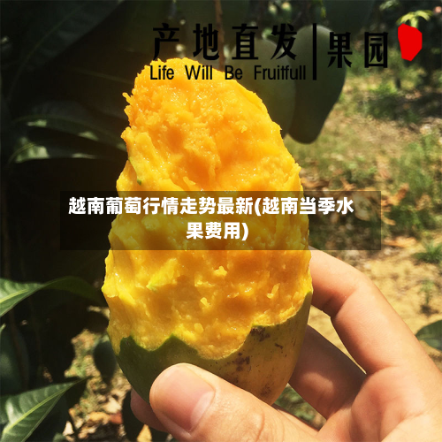 越南葡萄行情走势最新(越南当季水果费用)-第2张图片