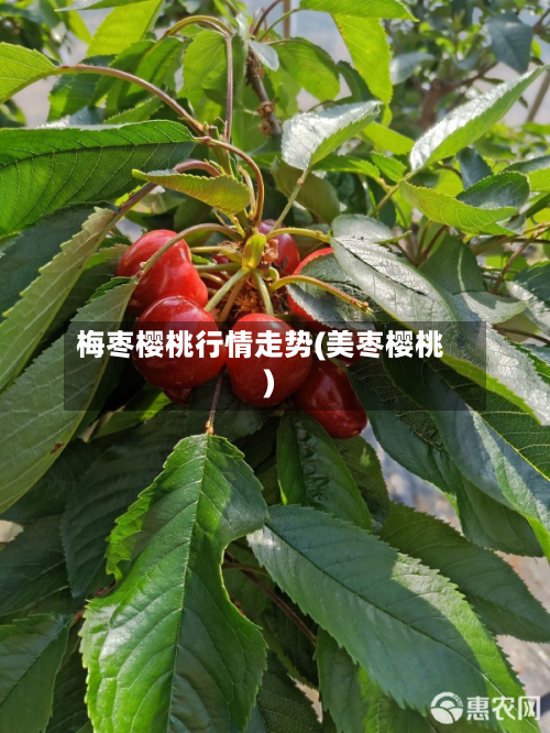 梅枣樱桃行情走势(美枣樱桃)-第1张图片