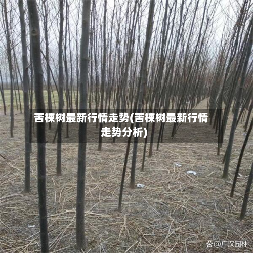 苦楝树最新行情走势(苦楝树最新行情走势分析)-第3张图片
