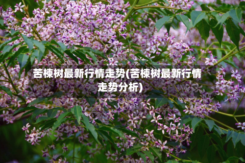 苦楝树最新行情走势(苦楝树最新行情走势分析)-第2张图片