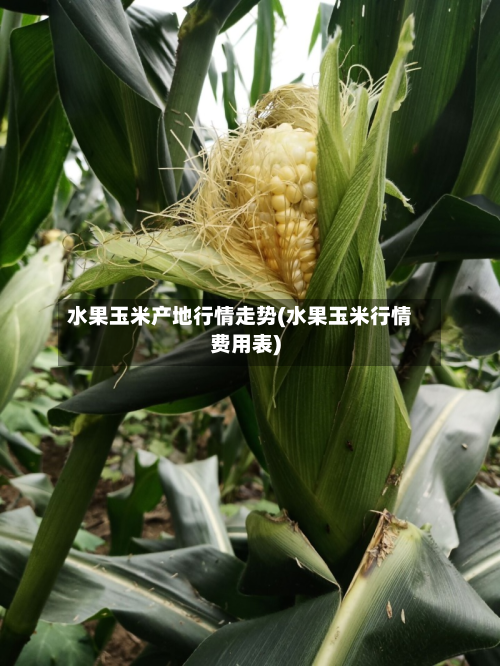 水果玉米产地行情走势(水果玉米行情费用表)-第1张图片
