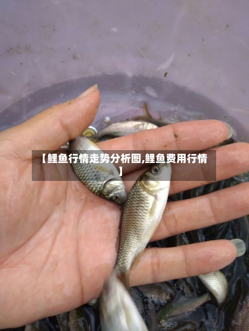 【鲤鱼行情走势分析图,鲤鱼费用行情】-第1张图片