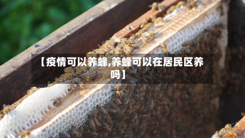 【疫情可以养蜂,养蜂可以在居民区养吗】-第3张图片