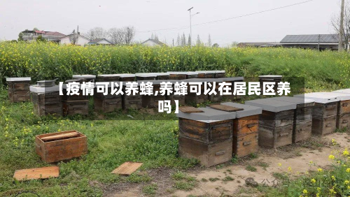 【疫情可以养蜂,养蜂可以在居民区养吗】-第2张图片