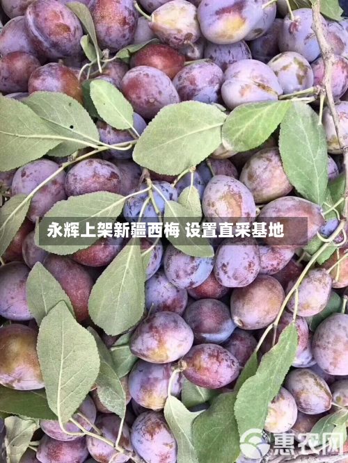 永辉上架新疆西梅 设置直采基地-第3张图片