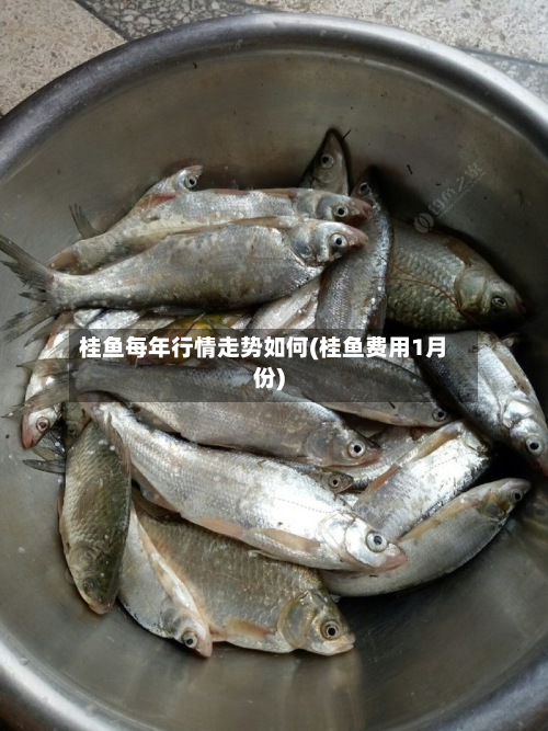 桂鱼每年行情走势如何(桂鱼费用1月份)-第1张图片