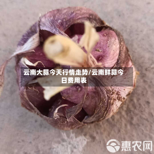 云南大蒜今天行情走势/云南鲜蒜今日费用表-第2张图片