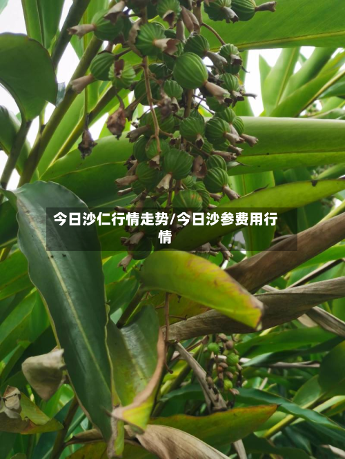 今日沙仁行情走势/今日沙参费用行情-第3张图片