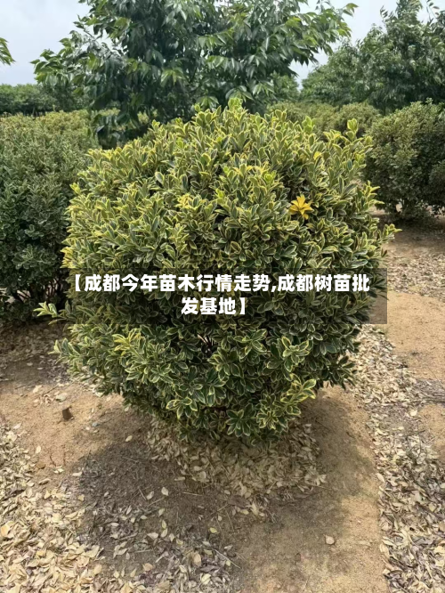 【成都今年苗木行情走势,成都树苗批发基地】-第1张图片