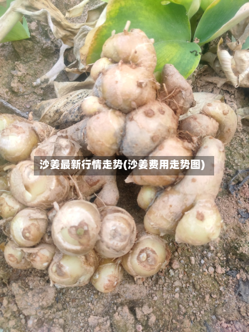 沙姜最新行情走势(沙姜费用走势图)-第1张图片