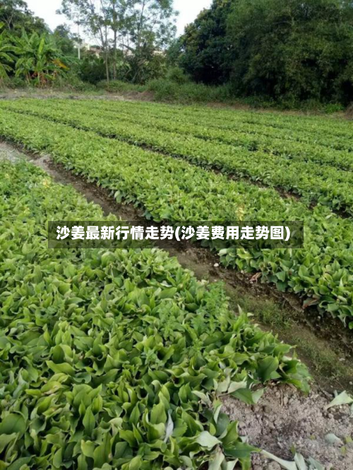 沙姜最新行情走势(沙姜费用走势图)-第3张图片