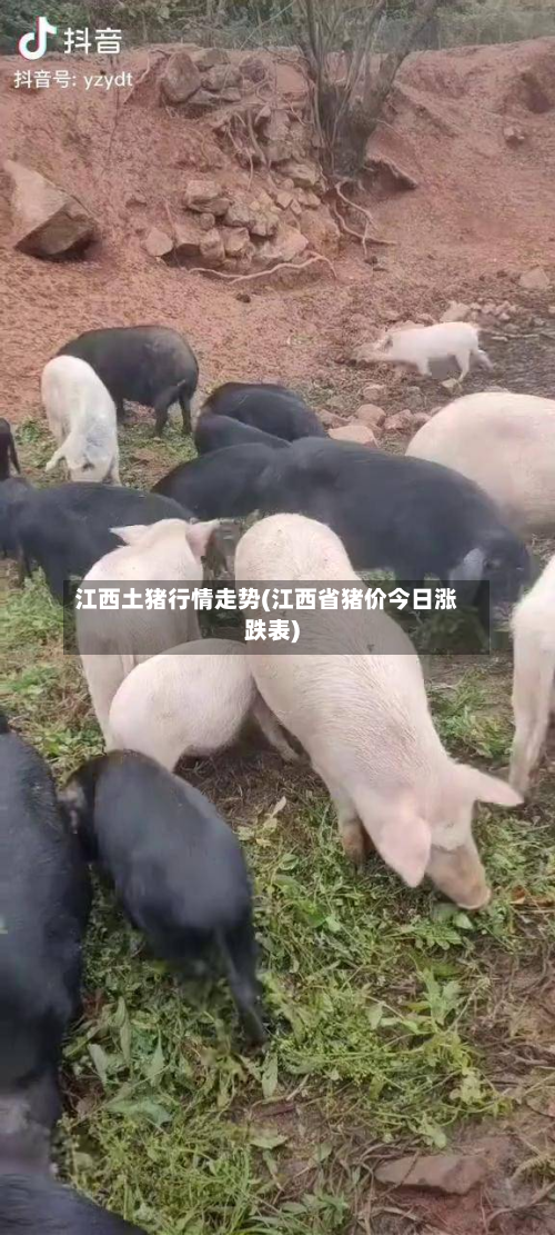 江西土猪行情走势(江西省猪价今日涨跌表)-第2张图片