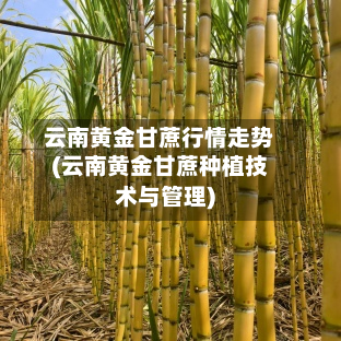 云南黄金甘蔗行情走势(云南黄金甘蔗种植技术与管理)-第1张图片