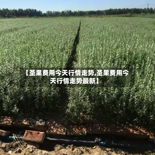 【圣果费用今天行情走势,圣果费用今天行情走势最新】-第1张图片