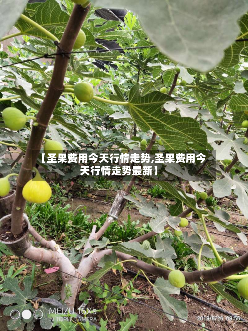 【圣果费用今天行情走势,圣果费用今天行情走势最新】-第2张图片