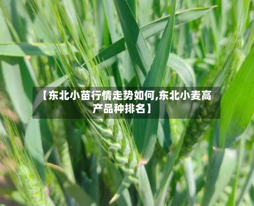 【东北小苗行情走势如何,东北小麦高产品种排名】-第2张图片