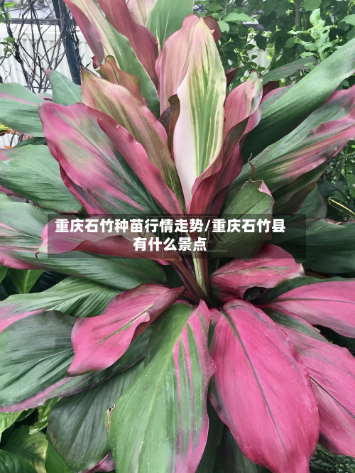 重庆石竹种苗行情走势/重庆石竹县有什么景点-第2张图片