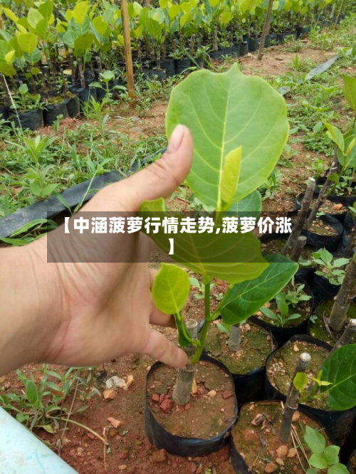 【中涵菠萝行情走势,菠萝价涨】-第3张图片