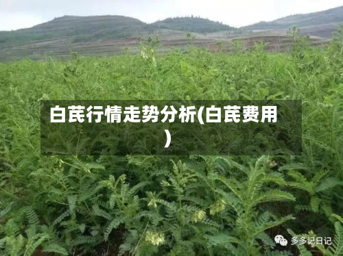 白芪行情走势分析(白芪费用)-第1张图片
